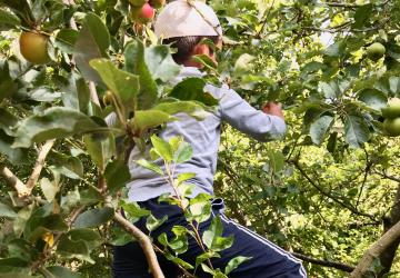 Boy climbing an apple tree