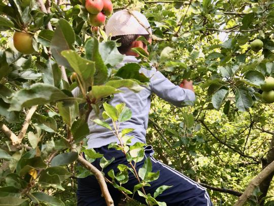Boy climbing an apple tree